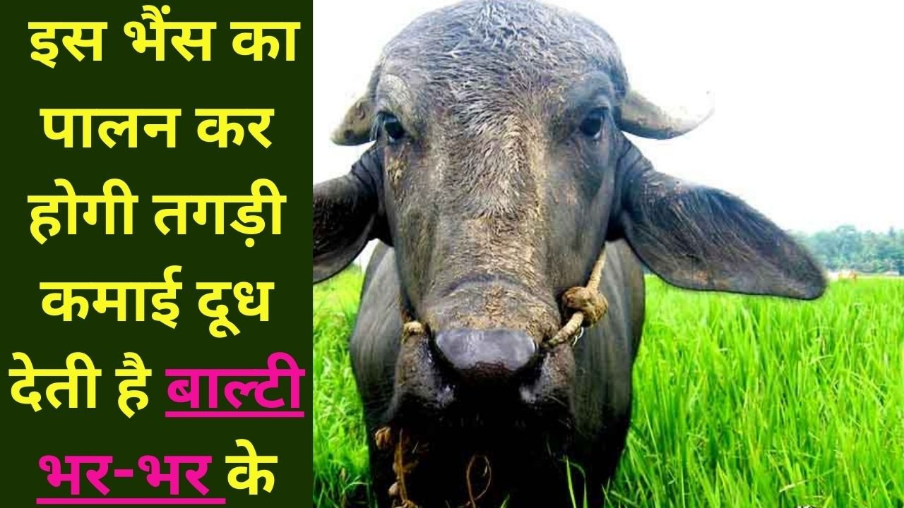 Buffalo Farming: इस भैंस का पालन कर होगी तगड़ी कमाई, दूध देती है बाल्टी भर-भर के, जाने इस नस्ल का नाम