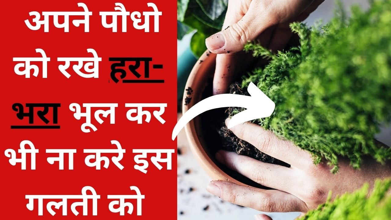 Plant Care Tips: अपने पौधो को रखे हरा-भरा, भूल कर भी ना करे इस गलती को, जाने क्या है Tips