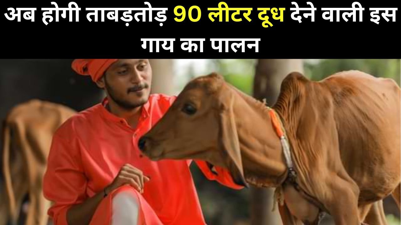 Cow Farming: अब होगी ताबड़तोड़ 90 लीटर दूध देने वाली इस गाय का पालन, घर बैठे होगा तगड़ा पैसा