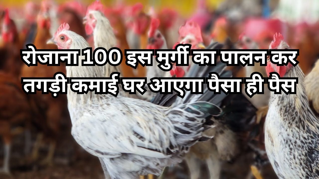 Poultry Farming: रोजाना 100 इस मुर्गी का पालन कर तगड़ी कमाई, घर आएगा पैसा ही पैसा, जाने इस नस्ल की मुर्गी का नाम