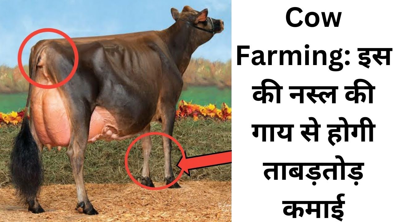 Cow Farming: इस की नस्ल की गाय से होगी ताबड़तोड़ कमाई, सबसे अनोखी है ये नस्ले आइये जानते है इन नस्ल के बारे में