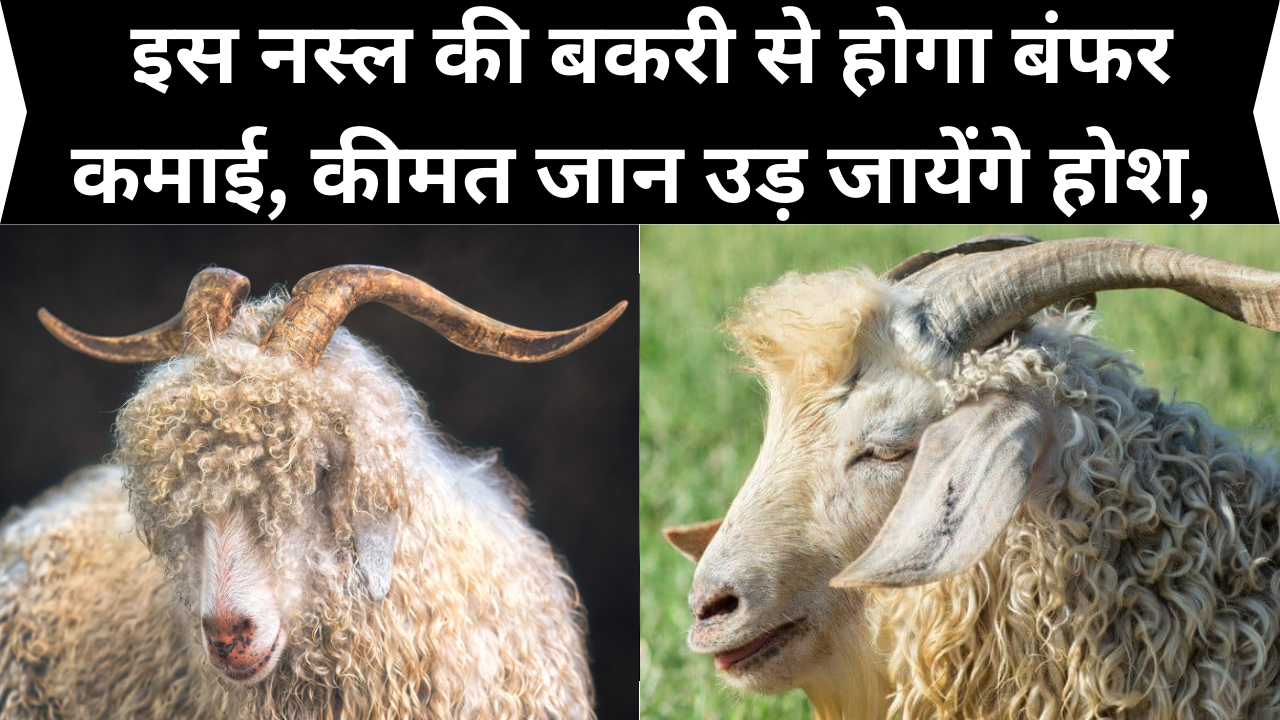 Goat Farming: इस नस्ल की बकरी से होगा बंफर कमाई, कीमत जान उड़ जायेंगे होश, पालन कर खरीदनी पड़ जाएँगी तोजोरियाँ