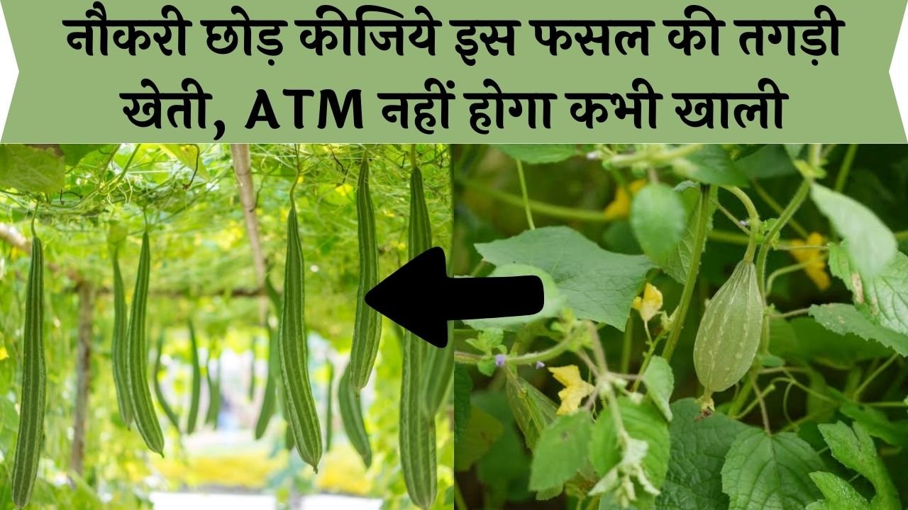 नौकरी छोड़ कीजिये इस फसल की तगड़ी खेती, ATM नहीं होगा कभी खाली, जाने इस फसल का नाम