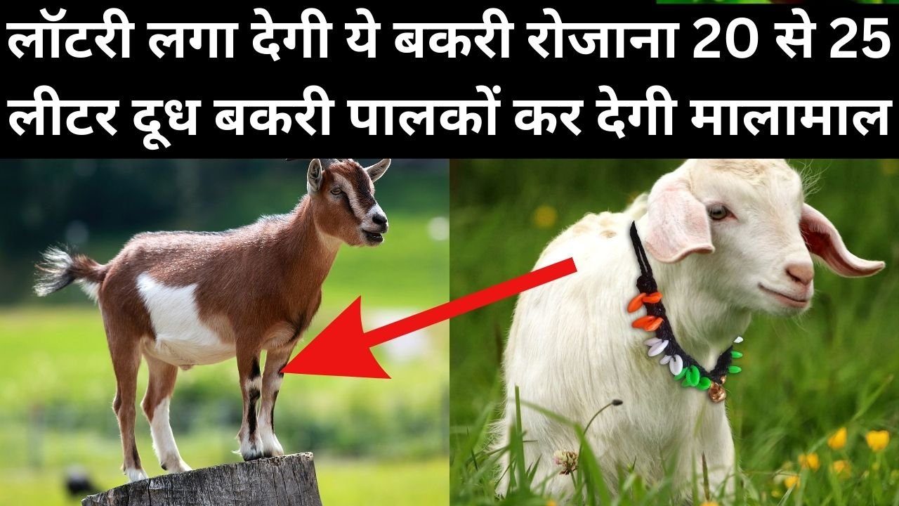 Goat Farming: लॉटरी लगा देगी ये बकरी, रोजाना 20 से 25 लीटर दूध, बकरी पालकों कर देगी मालामाल, जाने कौनसी है बकरी