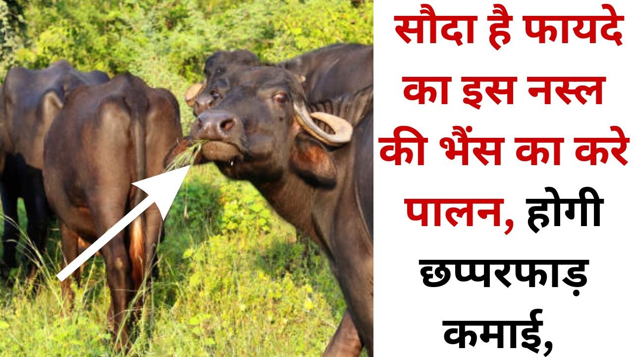 Buffalo Farming: सौदा है फायदे का इस नस्ल की भैंस का करे पालन, होगी छप्परफाड़ कमाई, जाने इस नस्ल के बारे में