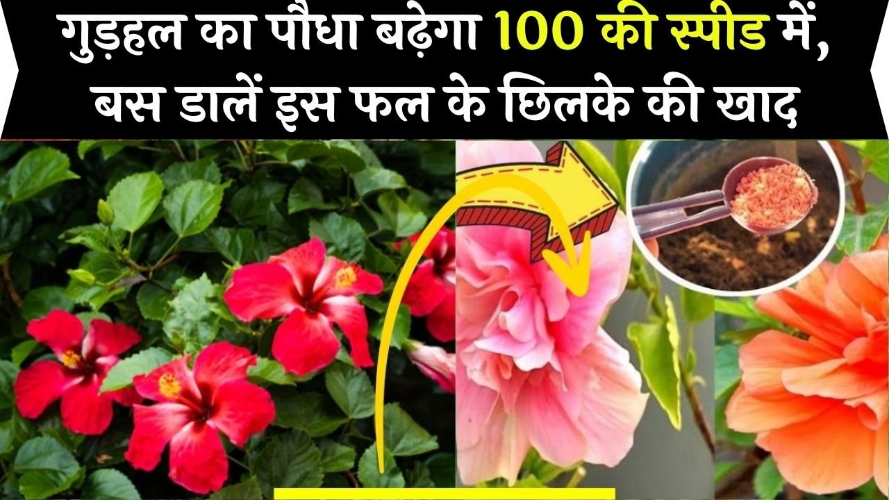 गुड़हल का पौधा बढ़ेगा 100 की स्पीड में, बस डालें इस फल के छिलके की खाद, होगा ऐसा कमाल की देखने रहे जायेगे