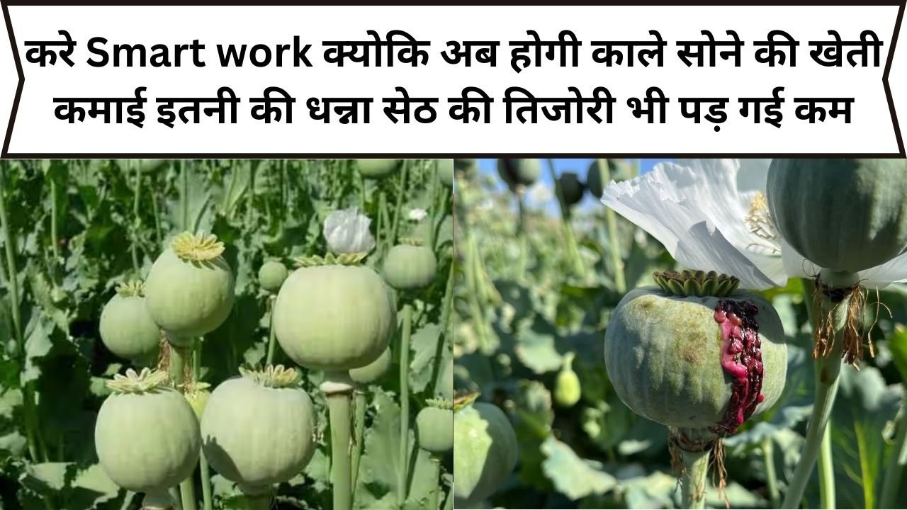 करे Smart work क्योकि अब होगी काले सोने की खेती, कमाई इतनी की धन्ना सेठ की तिजोरी भी पड़ गई कम, पढ़िए फसल का नाम