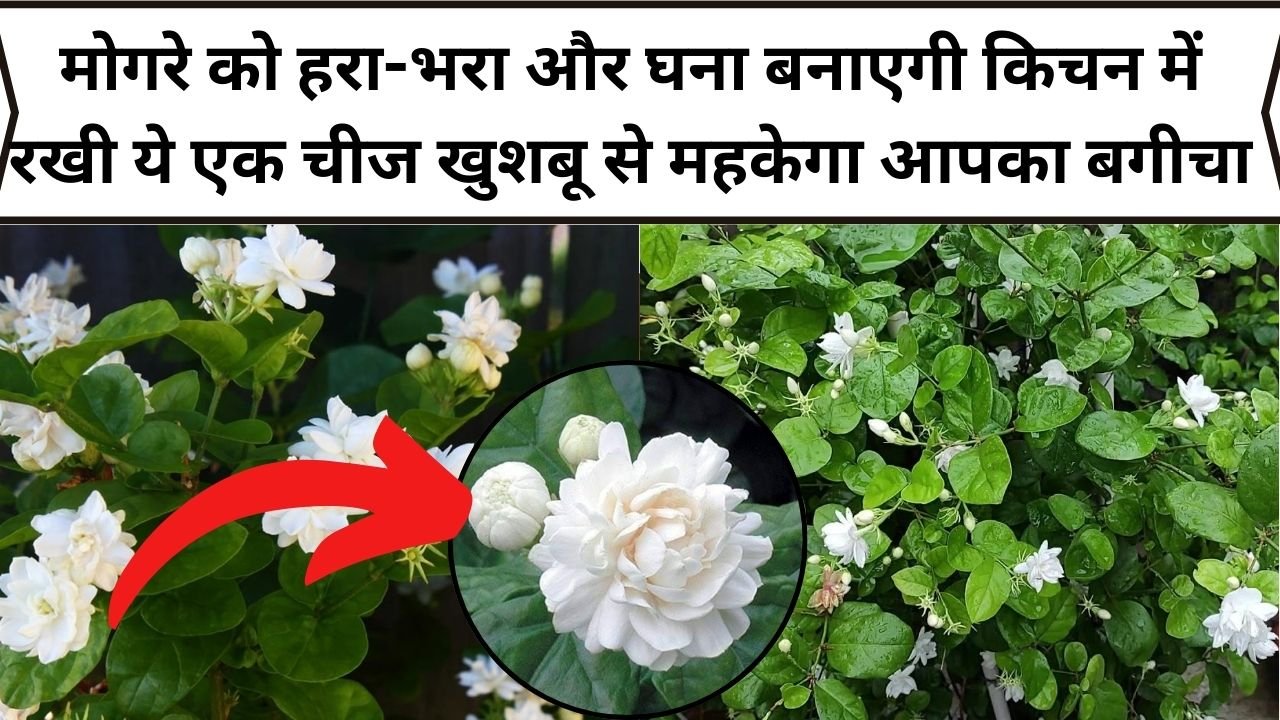 Plant Care: मोगरे को हरा-भरा और घना बनाएगी किचन में रखी ये एक चीज, खुशबू से महकेगा आपका बगीचा