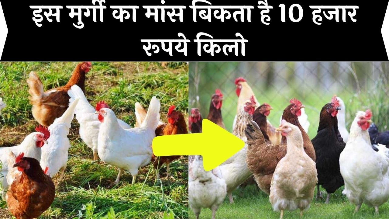 Poultry: इस मुर्गी का मांस बिकता है 10 हजार रूपये किलो, पालन कर जायेंगे खरबपति पैसों से भर जायेगा झोला