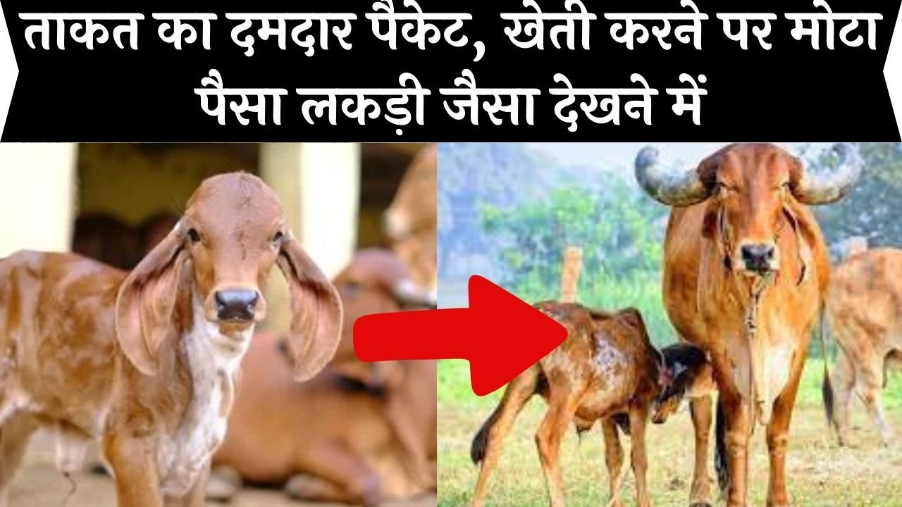 Cow Farming: ये गाय देती है रोजाना 80 लीटर दूध, 1 महीने में बन सकते है मालामाल, जाने इस नस्ल का नाम