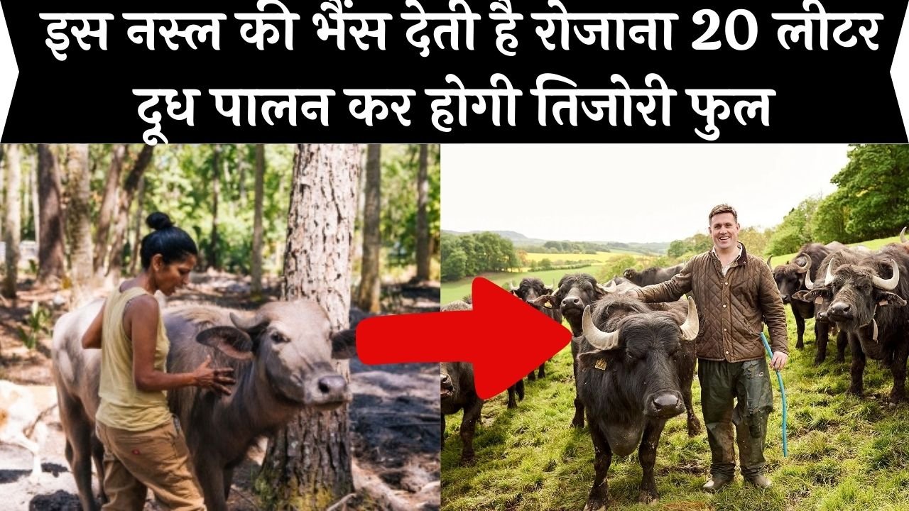 Buffalo Farming: इस नस्ल की भैंस देती है रोजाना 20 लीटर दूध, पालन कर होगी तिजोरी फुल