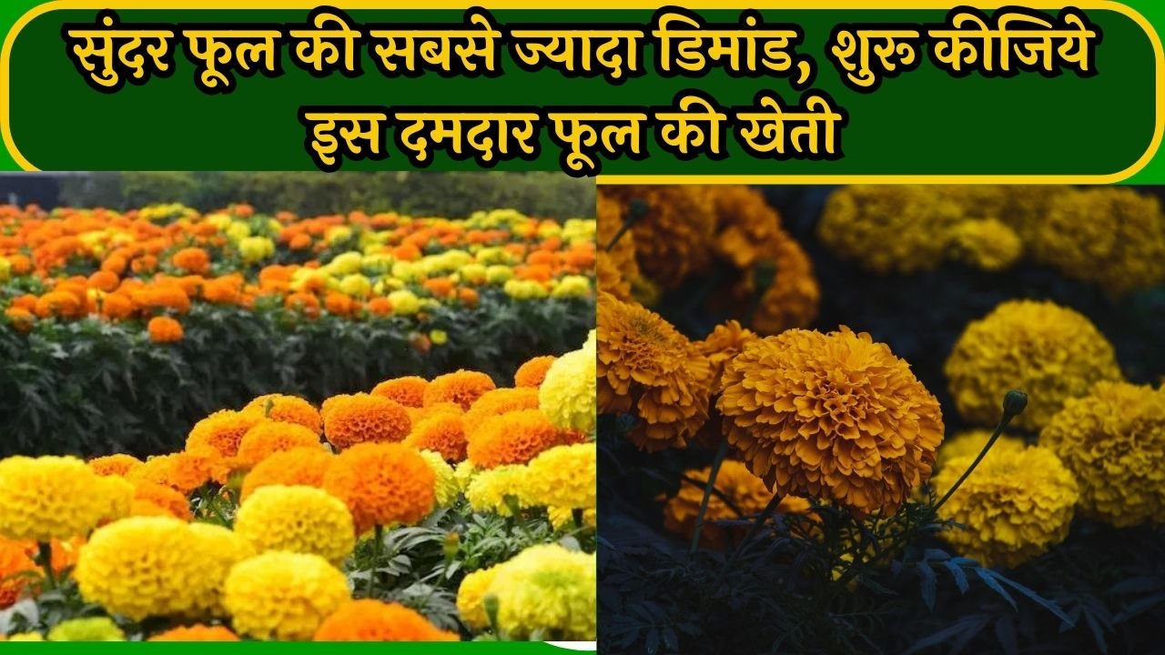 Marigold cultivation: सुंदर फूल की सबसे ज्यादा डिमांड, शुरू कीजिये इस दमदार फूल की खेती