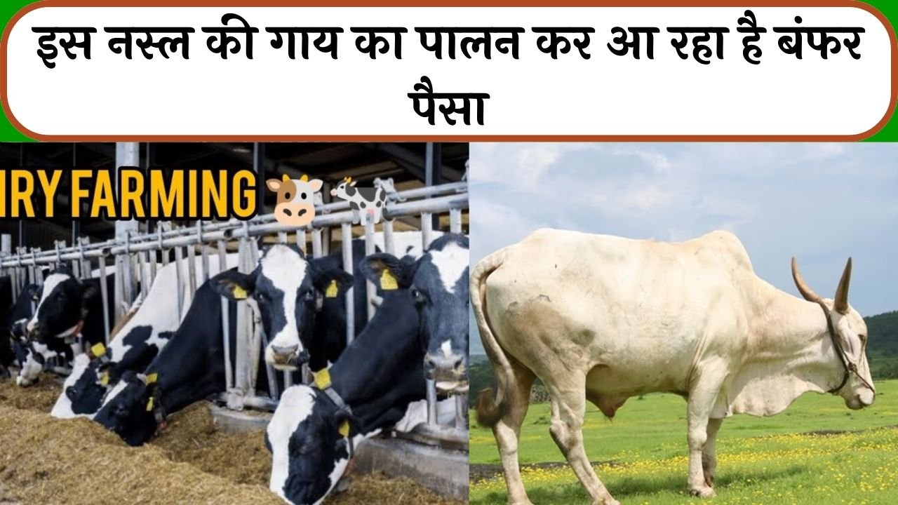 Cow Farming: इस नस्ल की गाय का पालन कर आ रहा है बंफर पैसा, जाने क्या नाम इस नस्ल का