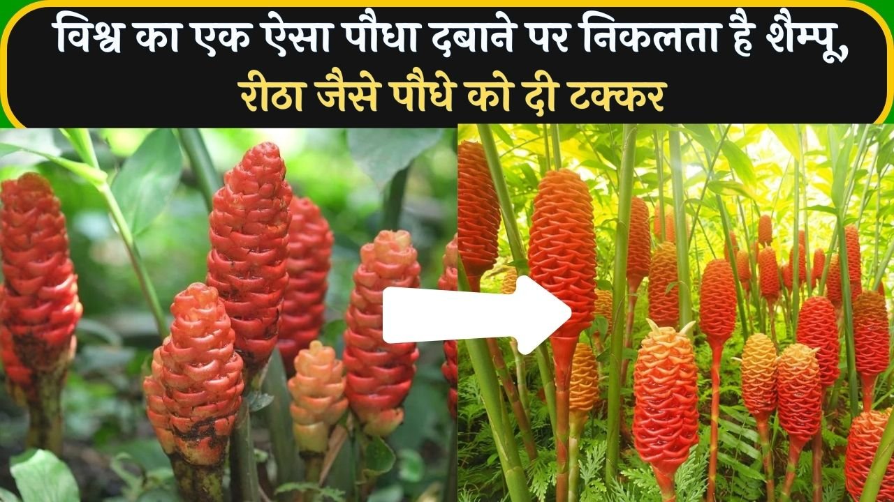विश्व का एक ऐसा पौधा दबाने पर निकलता है शैम्पू, रीठा जैसे पौधे को दी टक्कर, जाने इस पौधे का नाम