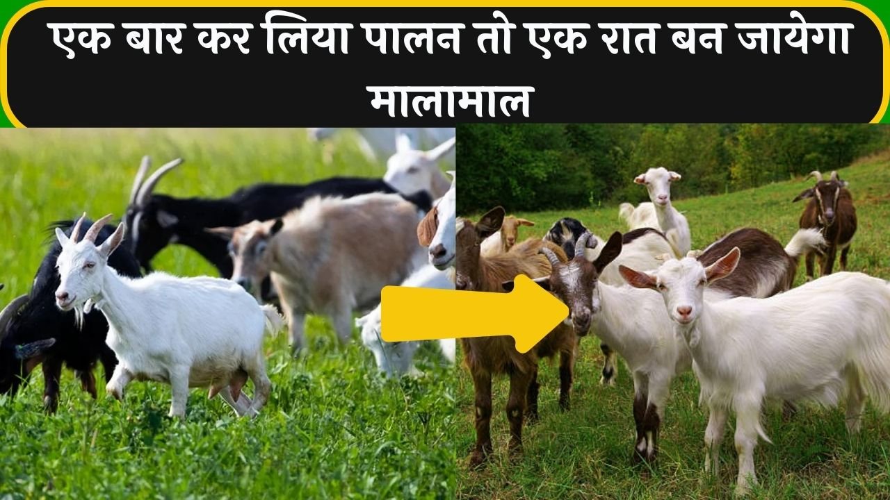 Goat Farming: एक बार कर लिया पालन तो एक रात बन जायेगा मालामाल, जाने इस नस्ल का नाम