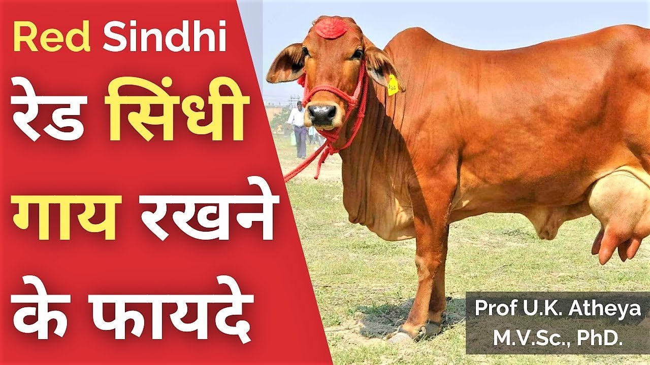 Cow farming: इस नस्ल की गाय को पाल कर बन सकते है धन्ना सेठ, इसका दूध और गोबर से बनी चीजे बेक रहे है काफी महंगी