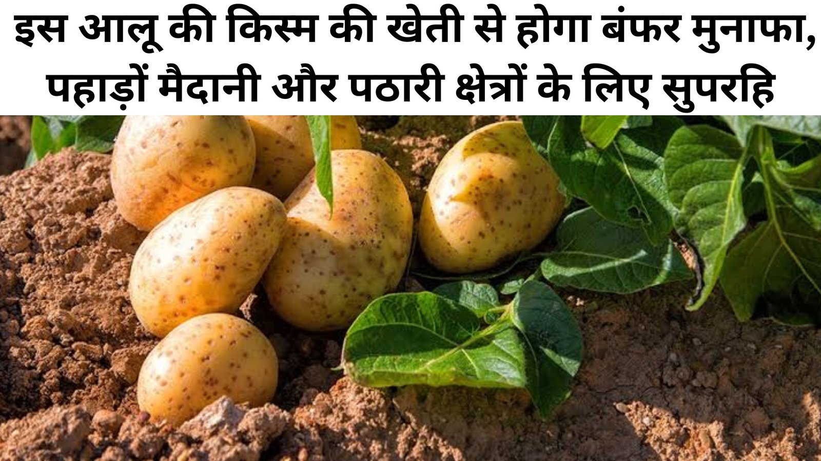 Potato Farming: इस आलू की किस्म की खेती से होगा बंफर मुनाफा, पहाड़ों, मैदानी और पठारी क्षेत्रों के लिए सुपरहि