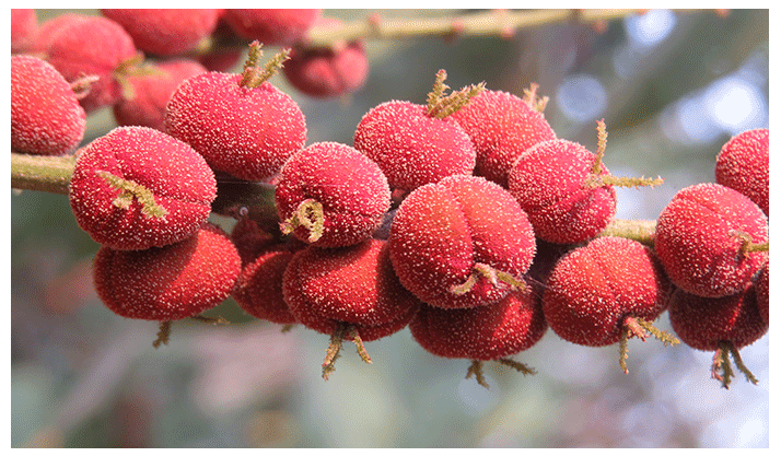 Cultivation of Kumkum: किसान भाई के लिए दमदार फसल की खेती, धन्ना सेठ बनने का तगड़ा मौका, जानिए इस फल के बारे में