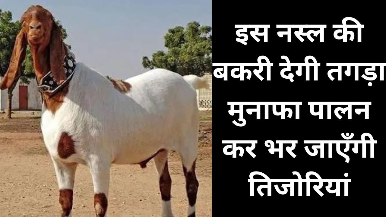 Goat farming: इस नस्ल की बकरी देगी तगड़ा मुनाफा, पालन कर भर जाएँगी तिजोरियां, जाने नस्ल का नाम