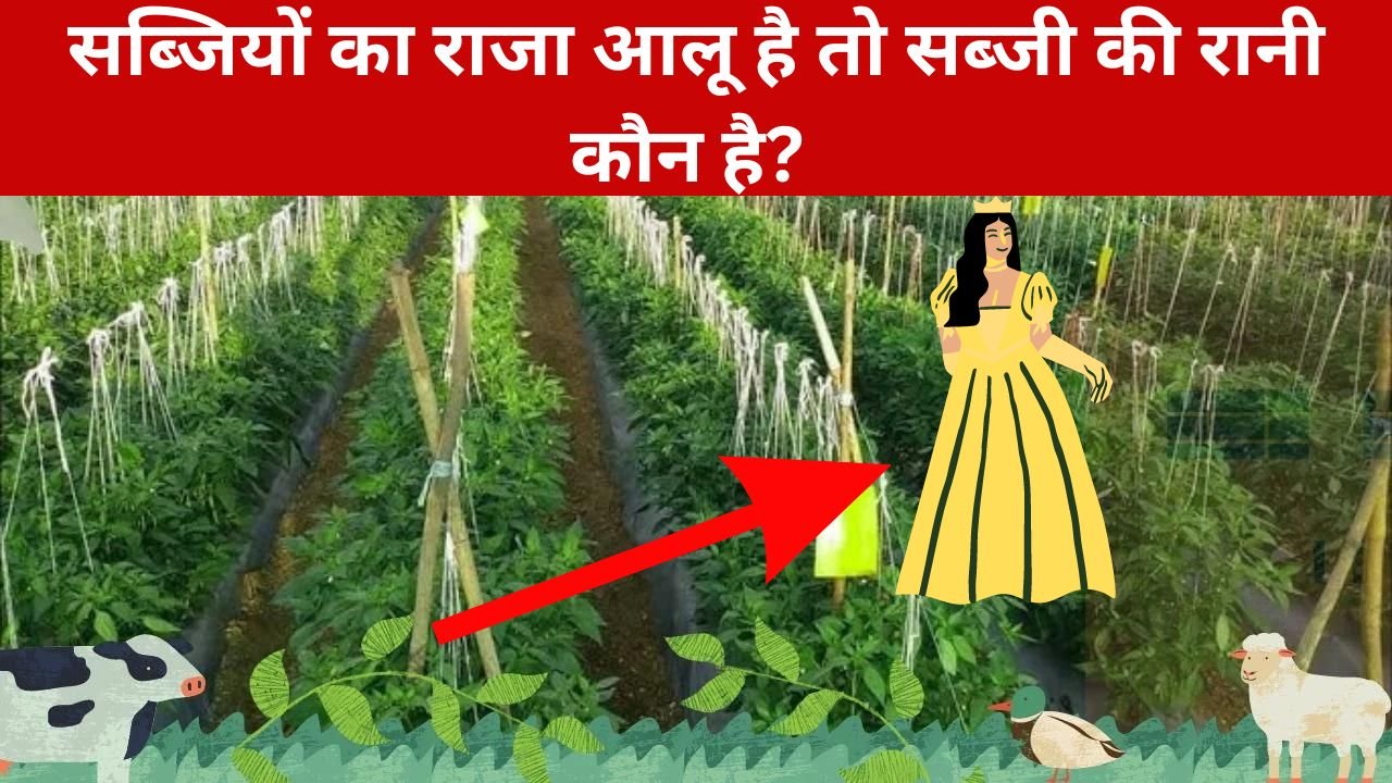 सब्जियों का राजा आलू है तो सब्जी की रानी कौन है? चलिए जानते है