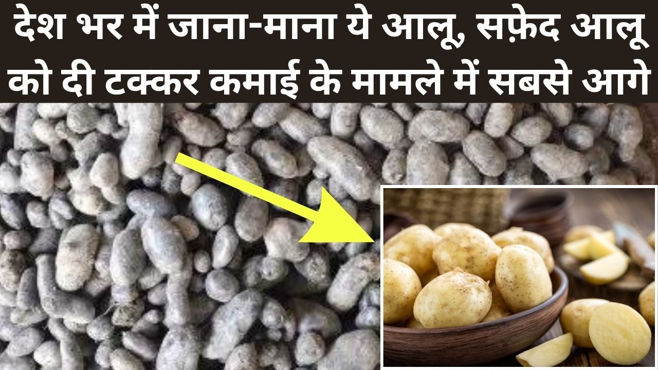 Black Potato: देश भर में जाना-माना ये आलू, सफ़ेद आलू को दी टक्कर, कमाई के मामले में सबसे आगे, जानिए पूरी जानकारी