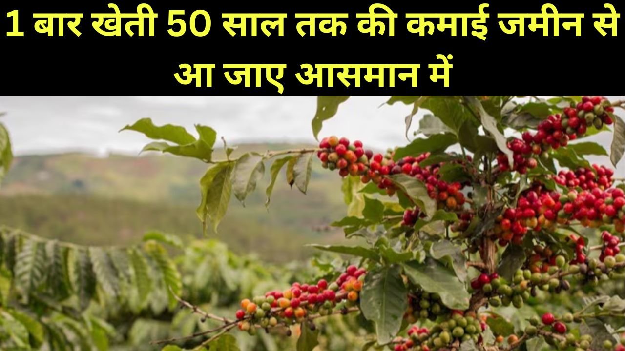 1 बार खेती 50 साल तक की कमाई, जमीन से आ जाए आसमान में, जानिए इस फसल का नाम