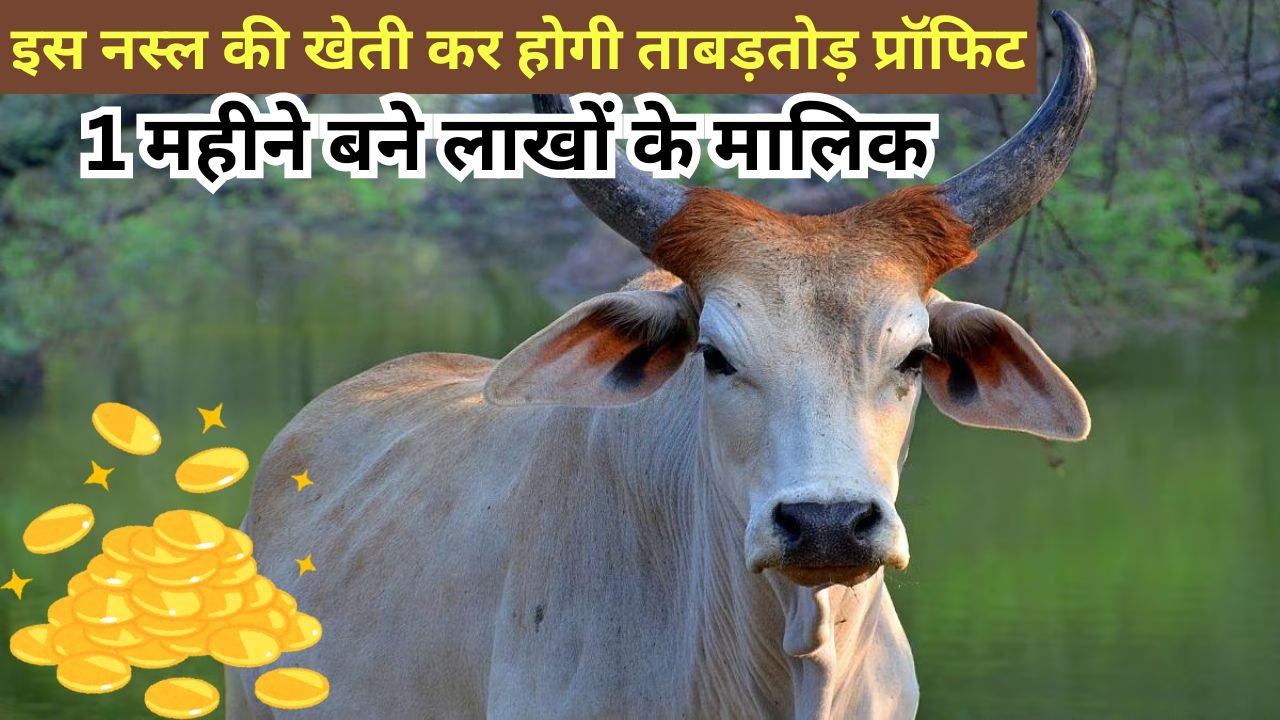 Cow Farming: इस नस्ल की खेती कर होगी ताबड़तोड़ प्रॉफिट, 1 महीने बने लाखों के मालिक, जाने कैसे