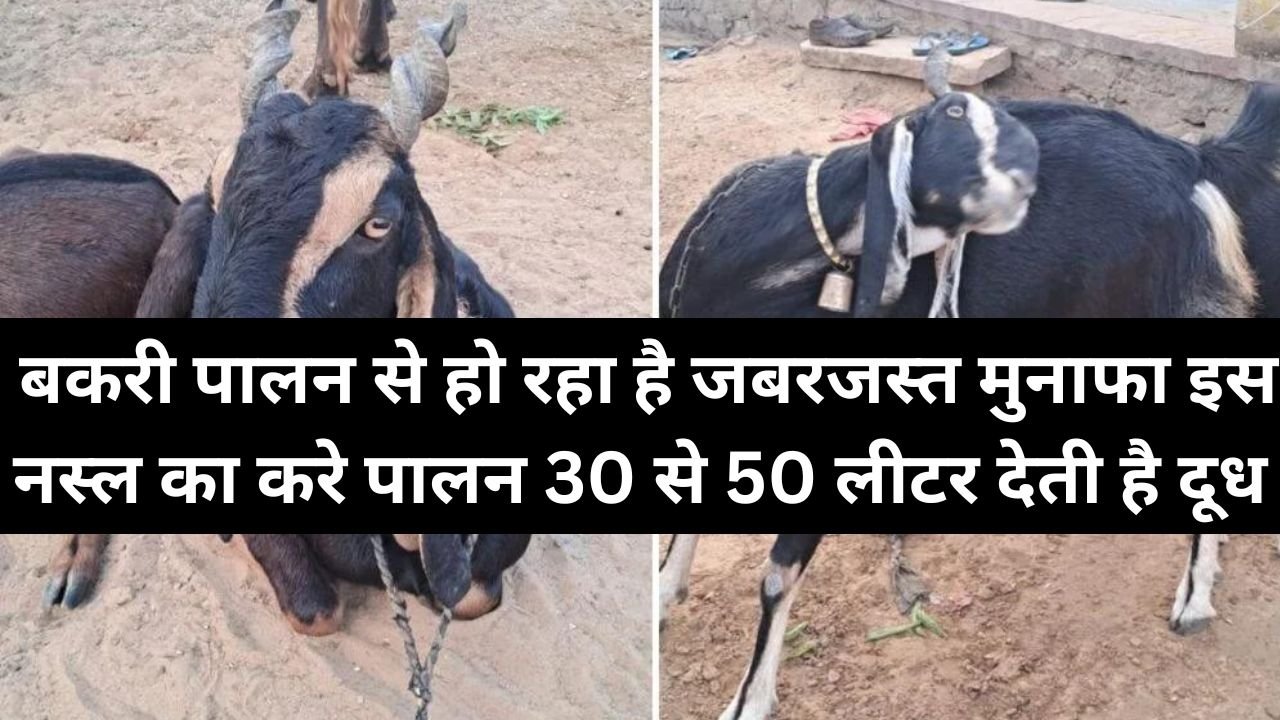 Goat farming: बकरी पालन से हो रहा है जबरजस्त मुनाफा, इस नस्ल का करे पालन, 30 से 50 लीटर देती है दूध, पढ़िए इस बकरी के बारे में