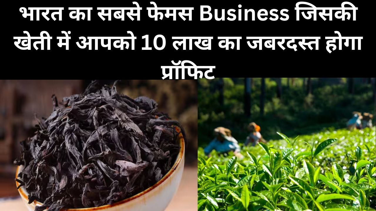 भारत का सबसे फेमस Business, जिसकी खेती में आपको 10 लाख का जबरदस्त होगा प्रॉफिट, जाने इस Business का नाम