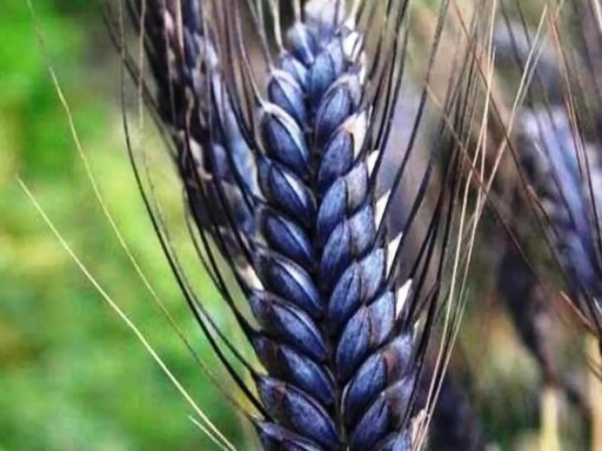 Black Wheat: काले गेहूं की खेती और एकदम तगड़ा मुनाफा, 2 एकड़ की जमीन में बंपर पैदावार, कुछ ही महीने में बन जाएंगे अंबानी की तरह