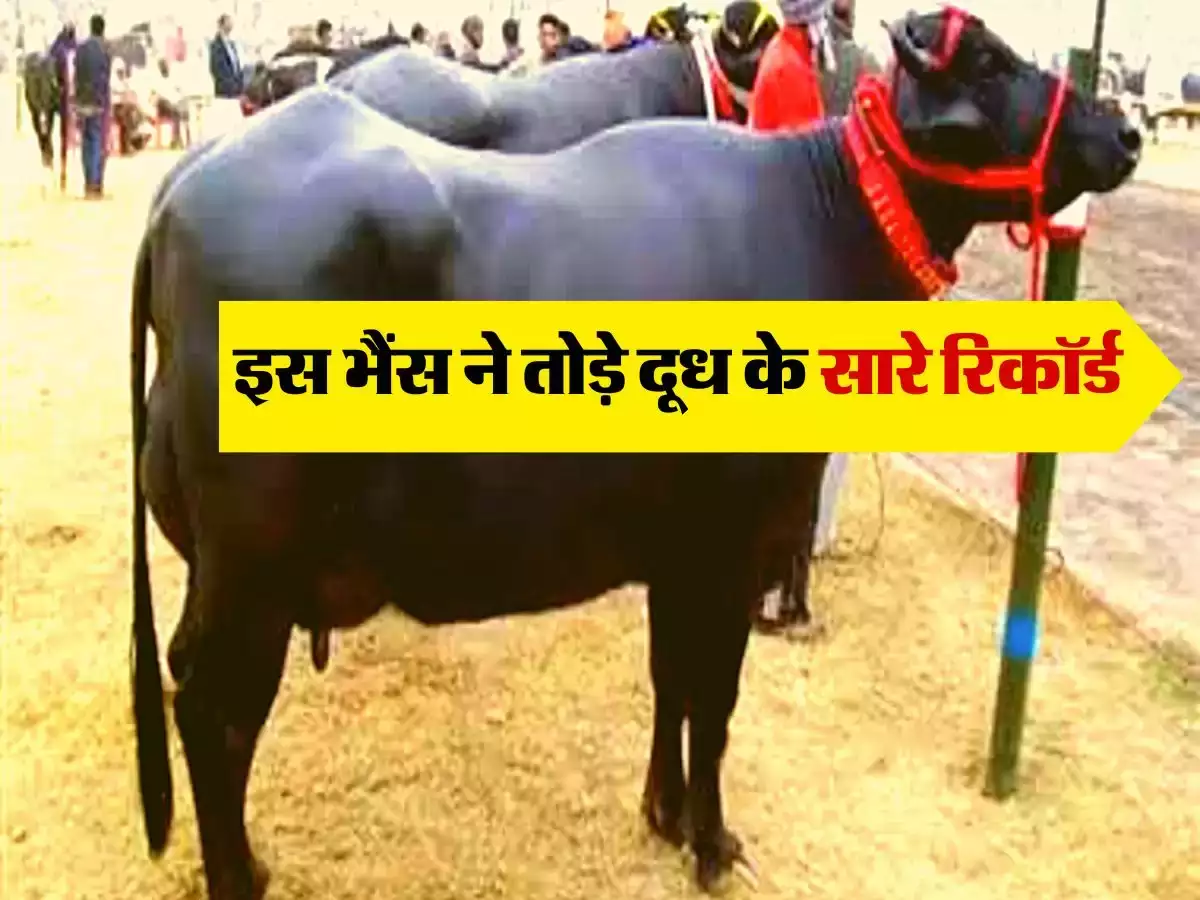 Buffalo farming: ये नस्ल की भैंस रंक से राजा बना दे आपको, रोजाना 30 से 35 लीटर दूध देने वाली ये भैंस, जाने इस नस्ल का नाम