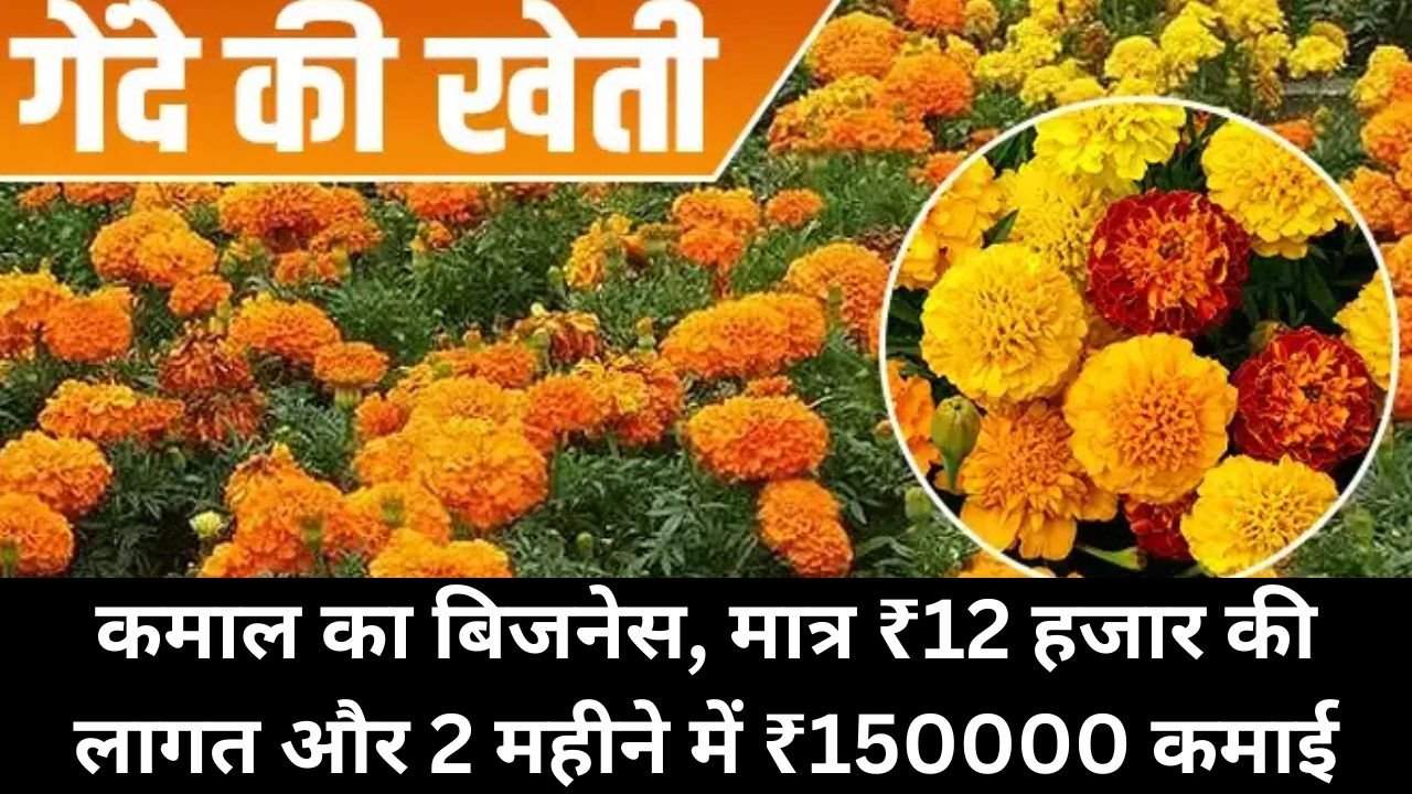 Village Business Idea: कमाल का बिजनेस, मात्र ₹12 हजार की लागत और 2 महीने में ₹150000 कमाई, पढ़िए इस बिजनेस के बारे में